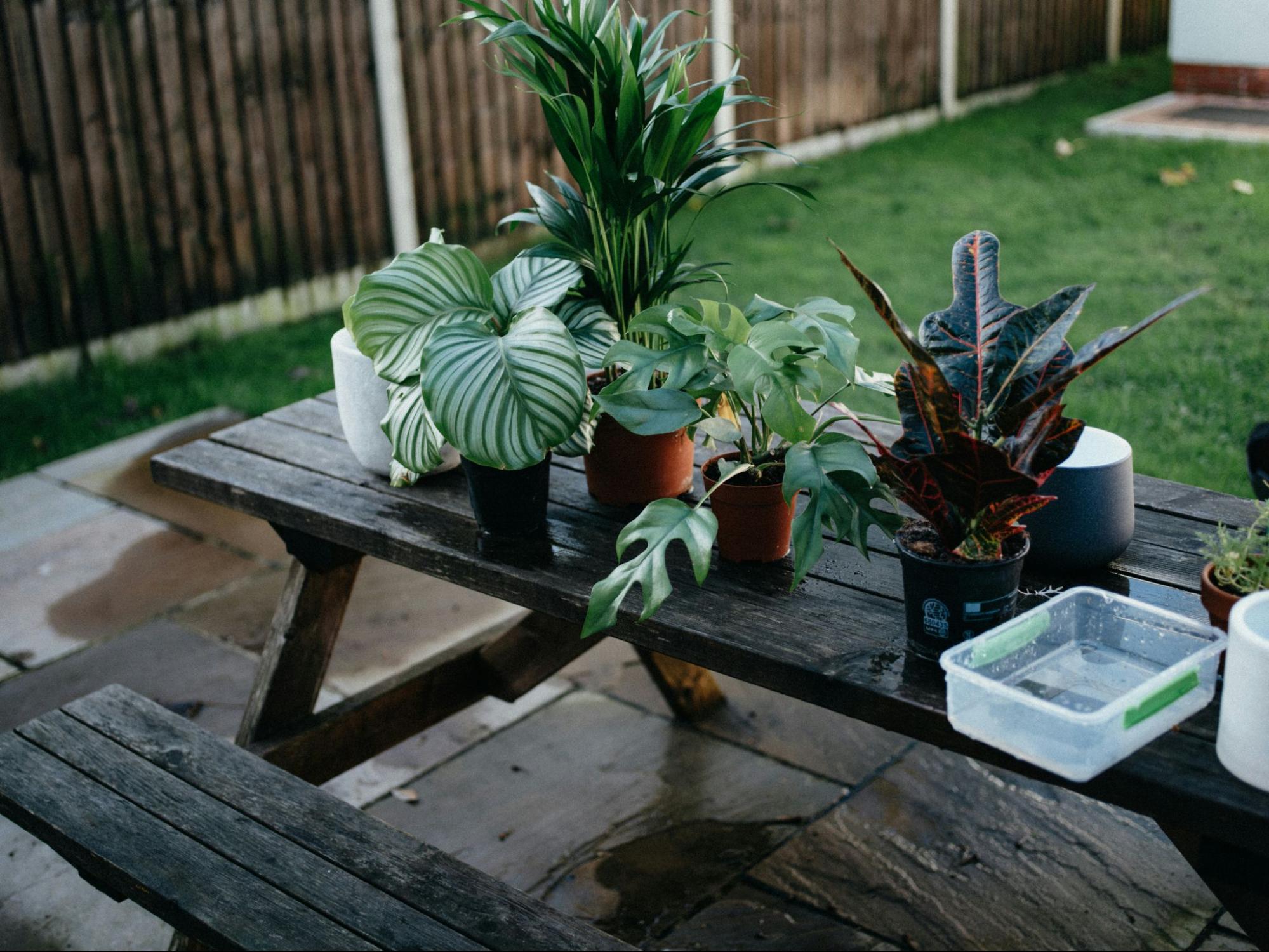 生きた植物